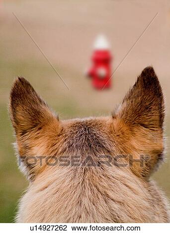 dog fire alert alertness canine closeup View Large Photo Image Stock Image - dog fire alert alertness canine closeup . Fotosearch