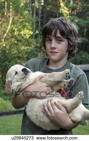 Stock Image -  dog golden retriever puppy eric mr portrait. Fotosearch
