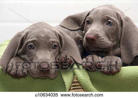 Stock Photography -  dog puppy pr canine portrait painet. Fotosearch