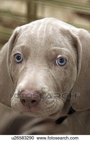 dog puppy pr portrait canine ambrosial appealing View Large Photo Image Stock Image - dog puppy pr portrait canine ambrosial appealing. Fotosearch