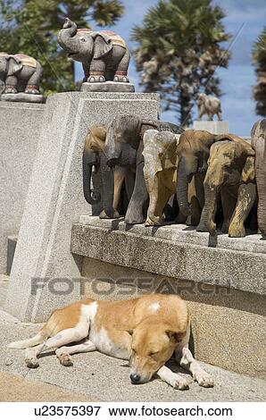 Stock Photo -  dog sleeping under wooden elephants thailand. Fotosearch