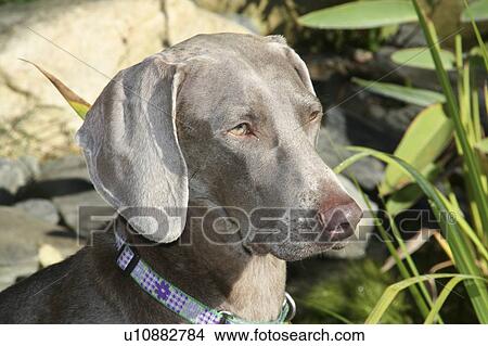 dog weimaraner portrait View Large Photo Image Picture - dog weimaraner portrait . Fotosearch