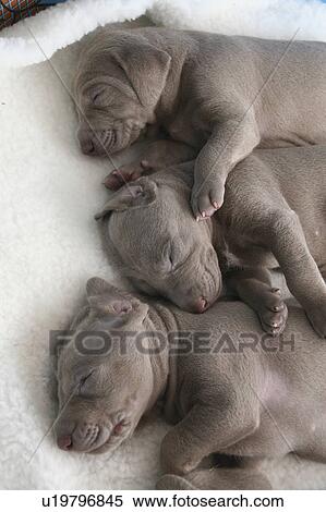 Stock Photography -  dog weimaraner puppy dogs pr sleeping sleep bunk. Fotosearch