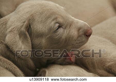 dog weimaraner puppy pr sleep beddy-bye bunk View Large Photo Image Stock Photo - dog weimaraner puppy pr sleep beddy-bye bunk. Fotosearch