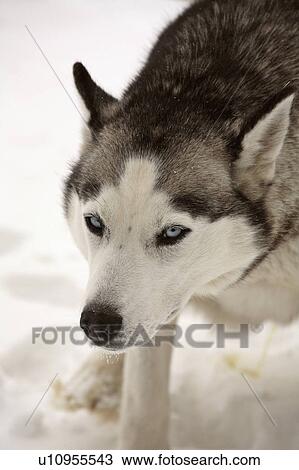 Stock Image -  dog winter siberian husky in snow domestic pet. Fotosearch