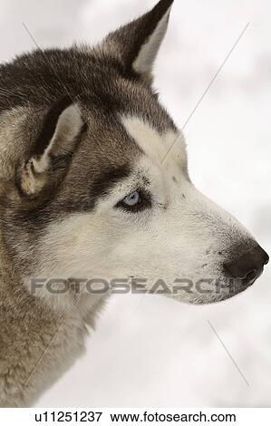dog winter siberian husky in snow domestic pet View Large Photo Image Stock Photo - dog winter siberian husky in snow domestic pet. Fotosearch