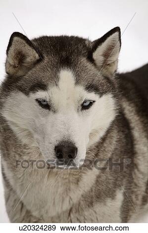 dog winter siberian husky in snow domestic pet View Large Photo Image Stock Photo - dog winter siberian husky in snow domestic pet. Fotosearch