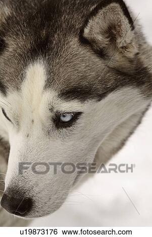 dog winter siberian husky in snow domestic pet View Large Photo Image Stock Photograph - dog winter siberian husky in snow domestic pet. Fotosearch