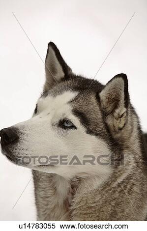 dog winter siberian husky in snow domestic pet View Large Photo Image Stock Photography - dog winter siberian husky in snow domestic pet. Fotosearch