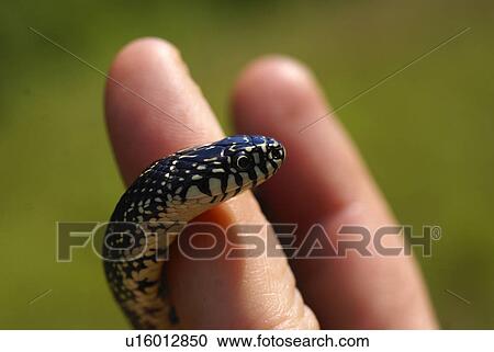 eastern king snake project reptile getula black View Large Photo Image Stock Image - eastern king snake project reptile getula black. Fotosearch