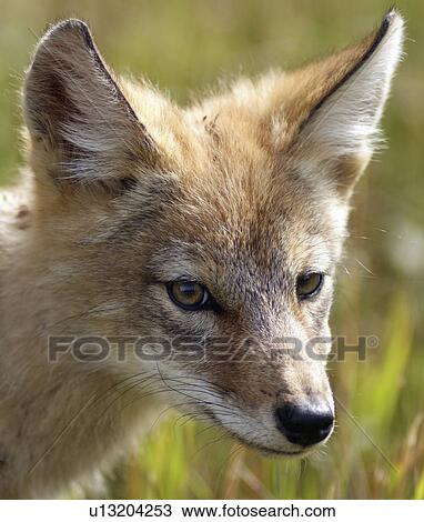 Stock Image -  face coyote pup riding mountain national park. Fotosearch