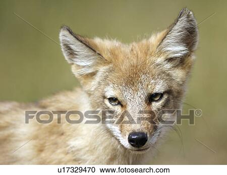 face coyote pup riding mountain national park View Large Photo Image Stock Image - face coyote pup riding mountain national park. Fotosearch