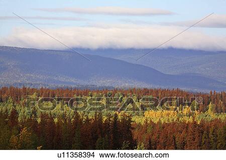 fall colors diseased trees in beautiful british columbia View Large Photo Image Picture - fall colors diseased trees in beautiful british columbia. Fotosearch