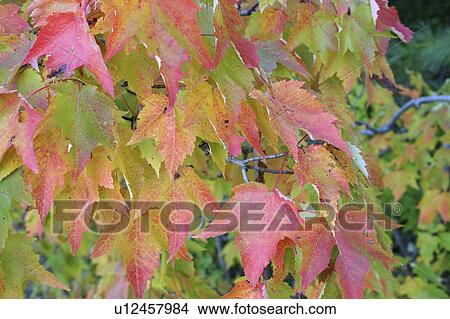 fall foliage white mountains new hampshire View Large Photo Image Picture - fall foliage white mountains new hampshire. Fotosearch