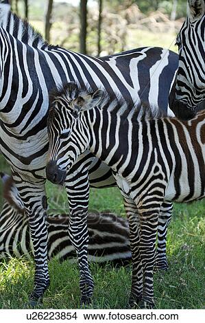 Picture -  family baby rose horse texas glen fossil rim . Fotosearch
