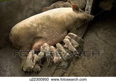 Stock Image -  family food suckling pigs piglets hog sow swine. Fotosearch