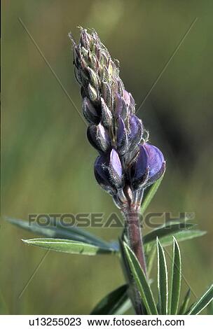 Stock Image -  family lupine bud mosier columbia river gorge or. Fotosearch