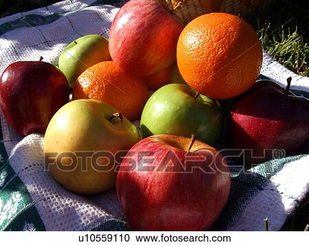 family tree summer fruit gather pick orchard fun View Large Photo Image Stock Image - family tree summer fruit gather pick orchard fun. Fotosearch