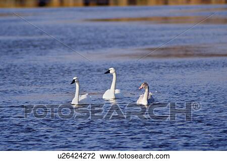 family tundra swan hecla island manitoba canada View Large Photo Image Stock Image - family tundra swan hecla island manitoba canada. Fotosearch