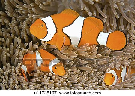 Stock Photo -  family water fish three clown huddled together . Fotosearch