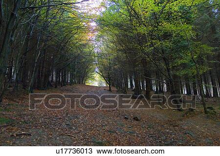 fire pathway ruined hunting lodge hill dublin View Large Photo Image Stock Image - fire pathway ruined hunting lodge hill dublin . Fotosearch