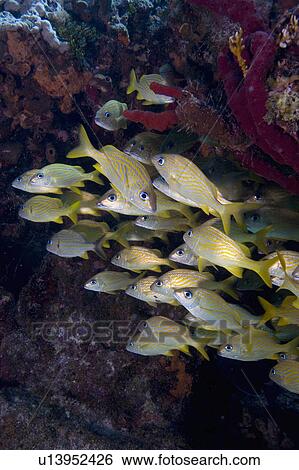 fish school schooling grunt florida keys marine View Large Photo Image Stock Photograph - fish school schooling grunt florida keys marine . Fotosearch