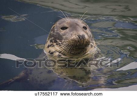 Stock Photo -  fish this grey seal one several tame animals. Fotosearch