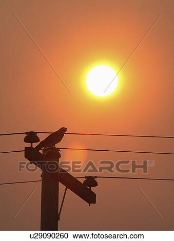 fitness nature hawk perched power pole in scenic View Large Photo Image Stock Image - fitness nature hawk perched power pole in scenic . Fotosearch