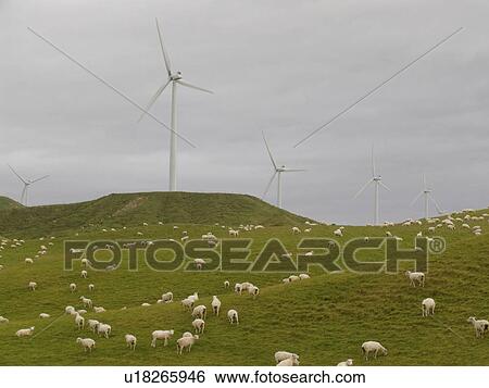 fitness technology sheep graze beneath tararua View Large Photo Image Stock Photograph - fitness technology sheep graze beneath tararua . Fotosearch
