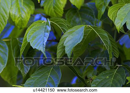 flower background summer spring floral leaf View Large Photo Image Stock Image - flower background summer spring floral leaf. Fotosearch