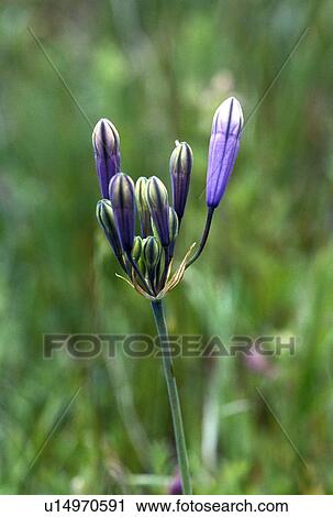 flower bicolored cluster lily buds mosier river View Large Photo Image Stock Image - flower bicolored cluster lily buds mosier river. Fotosearch