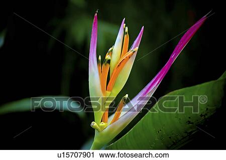 flower bird paradise fiji islands tropical red View Large Photo Image Stock Image - flower bird paradise fiji islands tropical red. Fotosearch