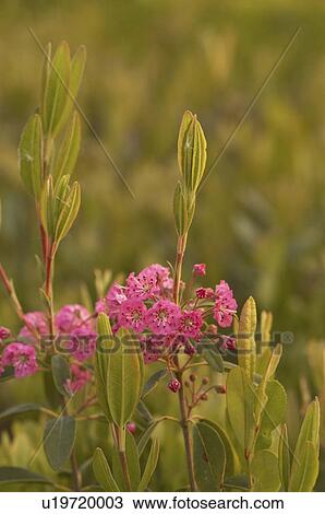 Stock Image -  flower bog canada mer bleue ontario . Fotosearch