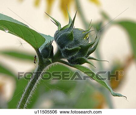 flower bug insect critter flora green close walk View Large Photo Image Stock Photograph - flower bug insect critter flora green close walk. Fotosearch