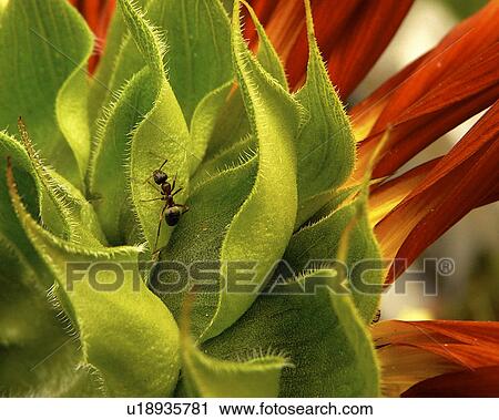 Stock Image -  flower bug insect critter green orange red flora. Fotosearch