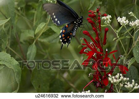 flower butterfly summer insect colorful sprint View Large Photo Image Stock Image - flower butterfly summer insect colorful sprint . Fotosearch