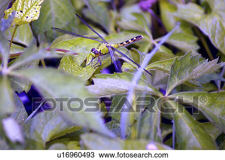 Stock Image -  flower design floral female eastern pondhawk. Fotosearch