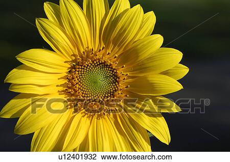 Stock Image -  flower design pattern nature beauty closeup. Fotosearch