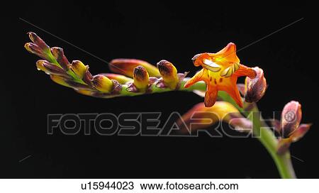Stock Image -  flower ear aar zwart opposites black orange red. Fotosearch