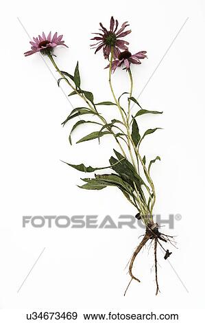 flower echinacea purple herbaceous plant plants View Large Photo Image Stock Photo -  flower echinacea purple herbaceous plant plants. Fotosearch