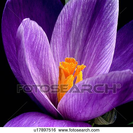 flower family spring nature crocus iridaceae View Large Photo Image Stock Photograph - flower family spring nature crocus iridaceae. Fotosearch