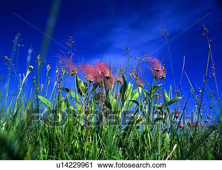 Stock Image -  flower floral beauty prairie smoke wildflower nd. Fotosearch