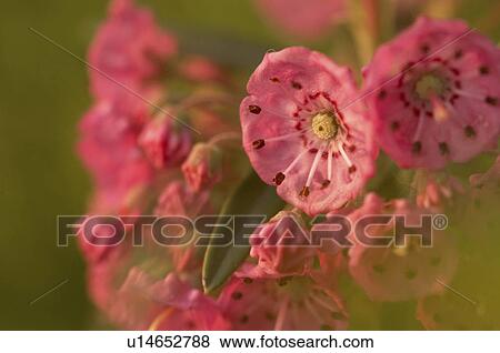Stock Photo -  flower floral bog canada mer bleue ontario pink . Fotosearch