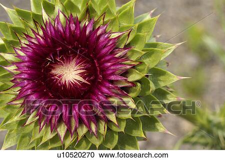 Stock Image -  flower floral circisum vulgare musk thistle. Fotosearch