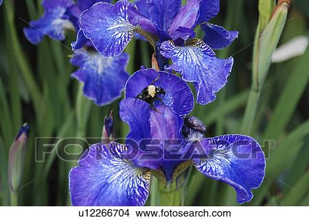 flower floral iris purple garden petals herb View Large Photo Image Picture - flower floral iris purple garden petals herb . Fotosearch