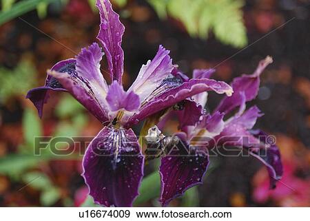 flower floral iris purple garden petals herb View Large Photo Image Stock Photo - flower floral iris purple garden petals herb . Fotosearch