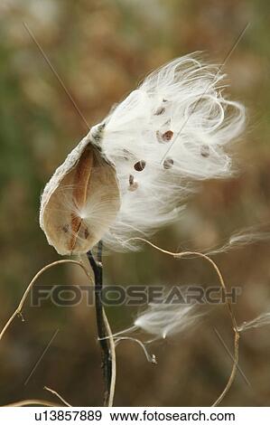 Stock Photo -  flower floral milkweend pods seeds new hampshire. Fotosearch