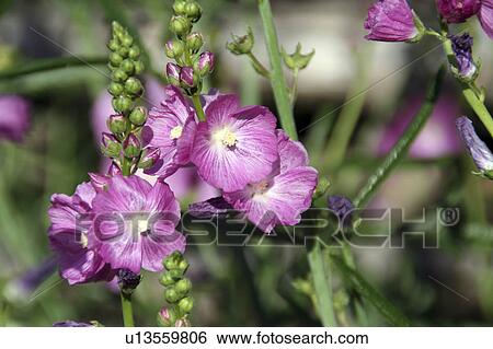 flower floral new hampshire annual batten bloom View Large Photo Image Stock Photograph - flower floral new hampshire annual batten bloom. Fotosearch