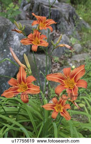 Stock Photo -  flower floral orange daylillies new hampshire. Fotosearch