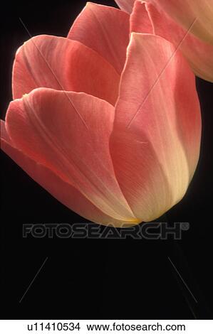 flower floral pink white tulips winnipeg canada View Large Photo Image Picture - flower floral pink white tulips winnipeg canada. Fotosearch